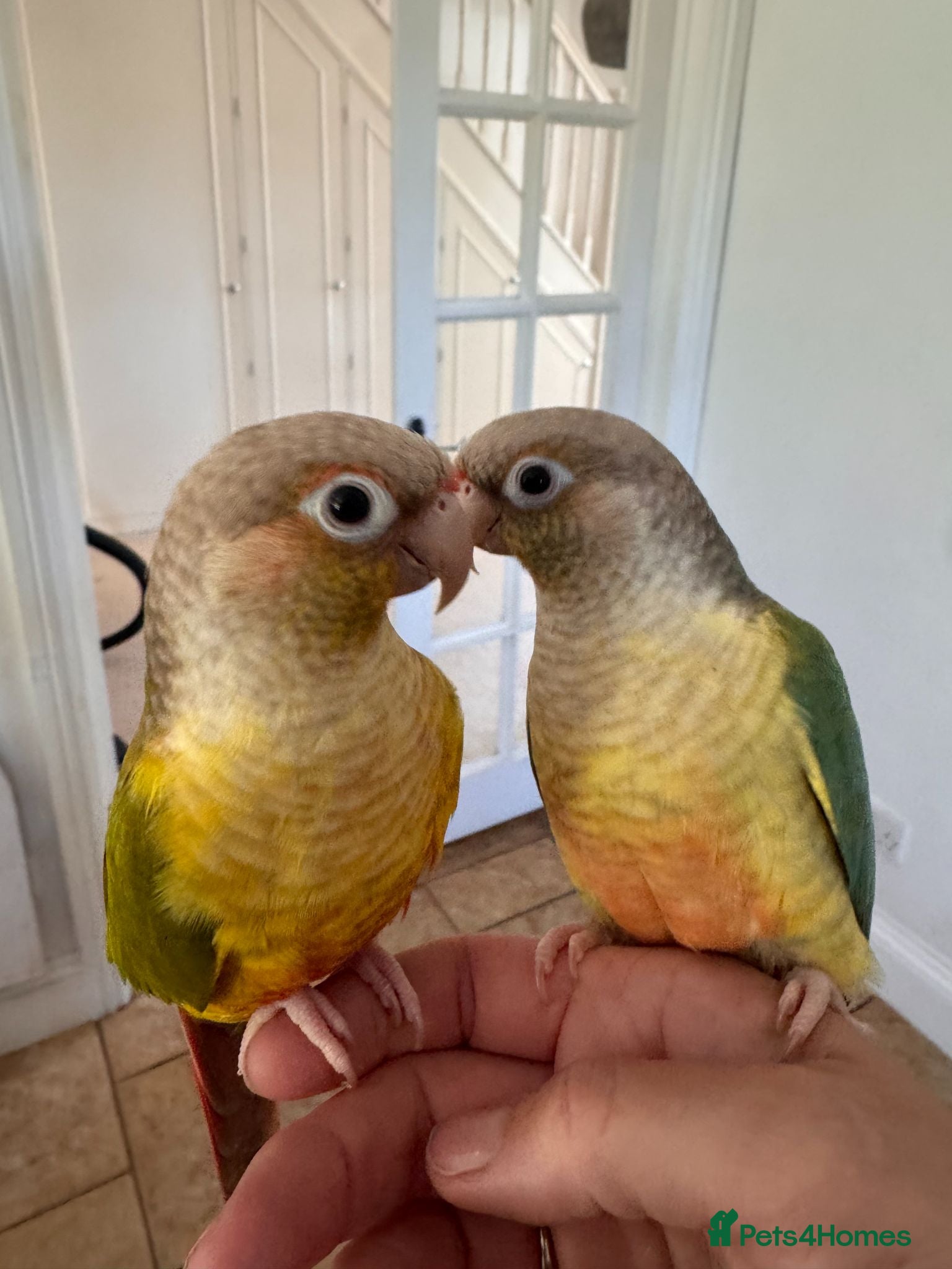 Conures birds A same sex pair on conures. - Advert 2
