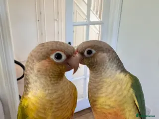 Conures birds A same sex pair of conures - Advert 2