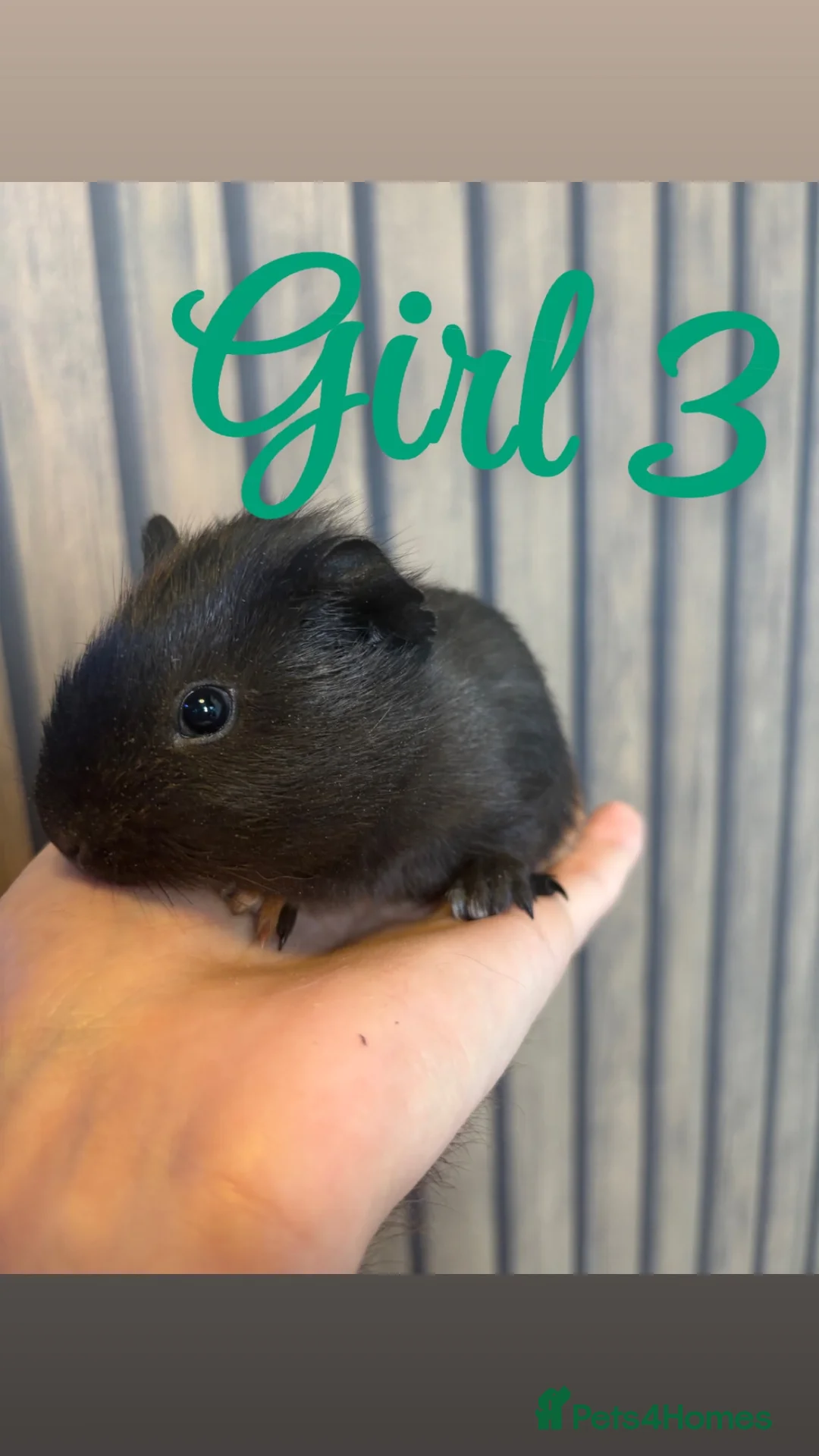 Guinea Pig rodents for sale: 8 week old female guinea pigs - Advert 6
