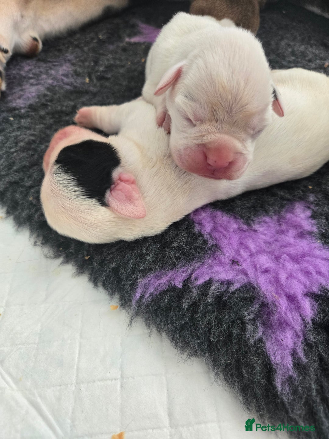 Boxer dogs for sale:  Only 2 girls left... 🥰 - Image 18