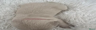 Golden Retriever 4