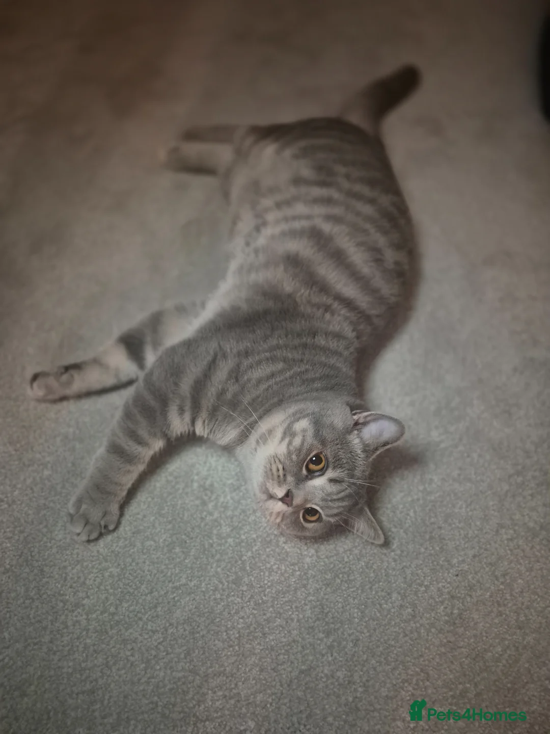 British Shorthair cats for sale: Wilson - Advert 4