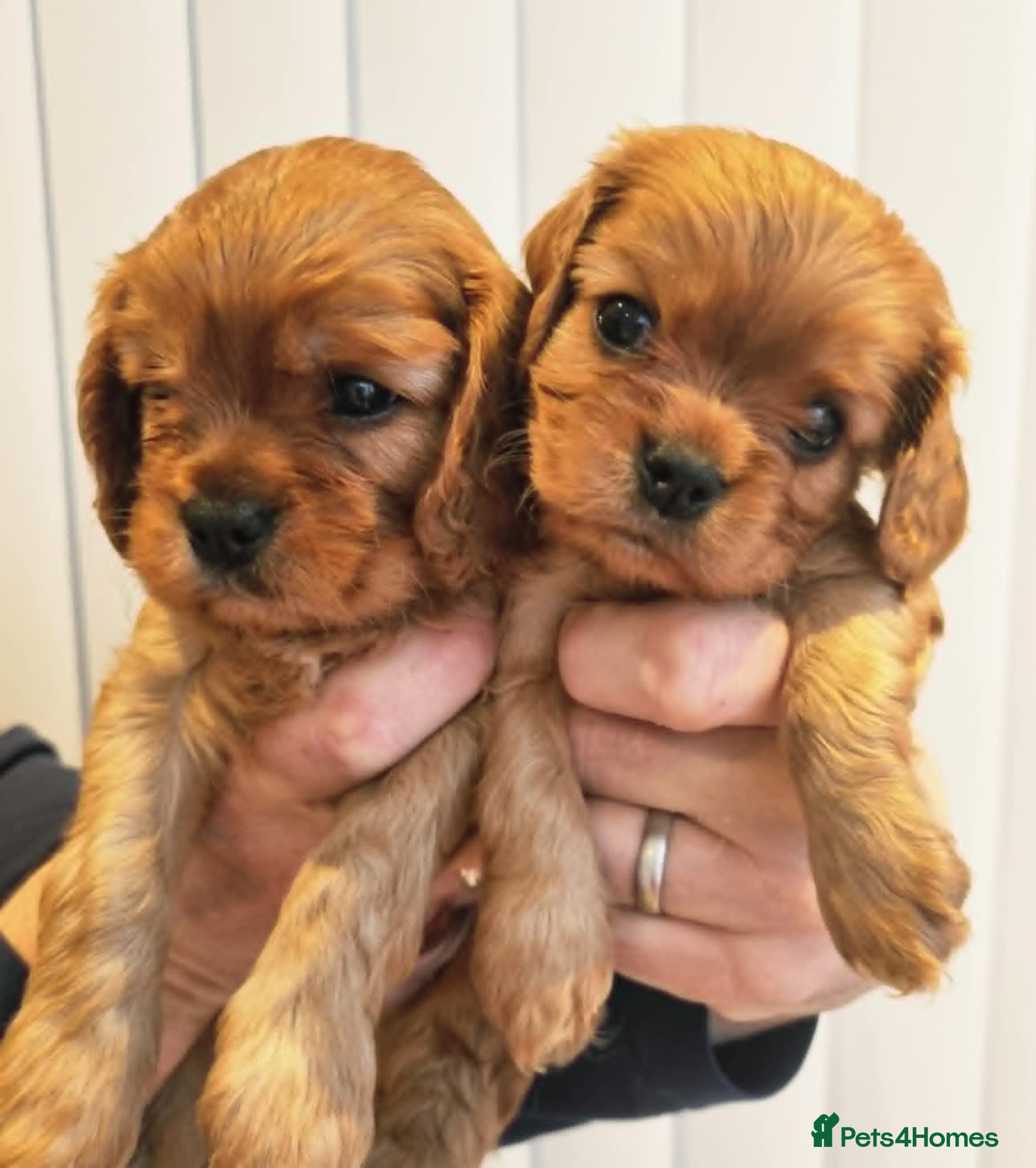 Cavalier King Charles Spaniel dogs Cavalier King Charles Spaniel Puppies KC Reg - Advert 1