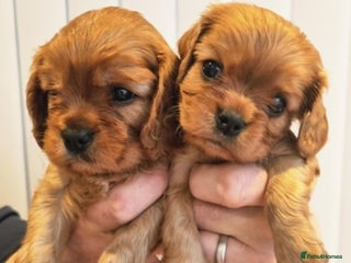 Cavalier King Charles Spaniel dogs Cavalier King Charles Spaniel Puppies KC Reg - Advert 1