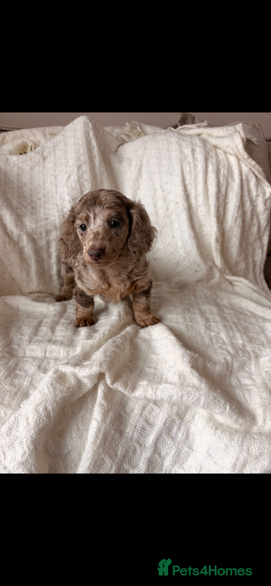 Miniature Dachshund dogs for sale: Miniature dachshunds - Image 17