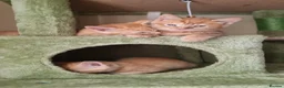 Mixed Breed cats for sale: Little best friends - Advert 6