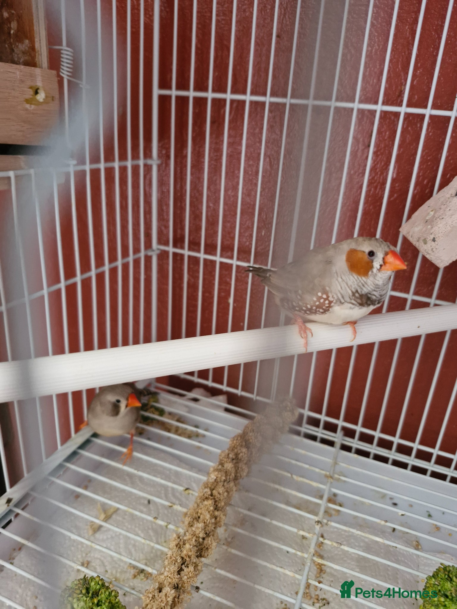 Finches birds for sale: Finches and budgies for sale  - Advert 1