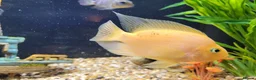 Cichlids fish for sale: Parot cichlid fish for sale - Advert 6