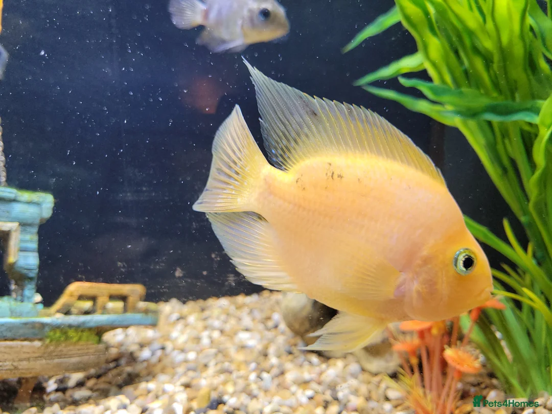 Cichlids fish for sale: Parot cichlid fish for sale - Advert 6
