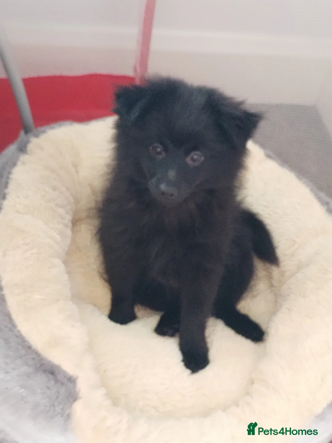 Pomeranian dogs for sale: Black Female Pomeranian ready to collect - Advert 7
