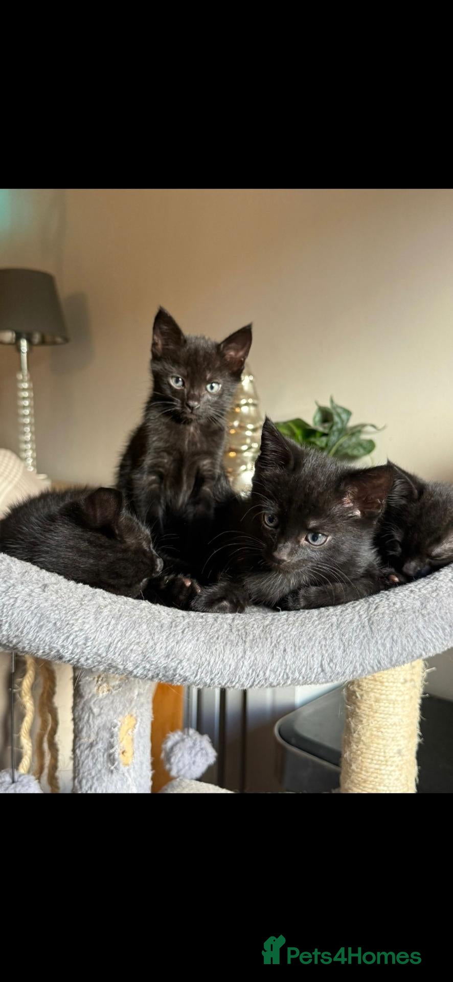 Bombay cats Kittens for sale  - Advert 5