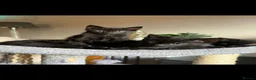Bombay cats for sale: Kittens for sale  in Marlborough - Advert 1