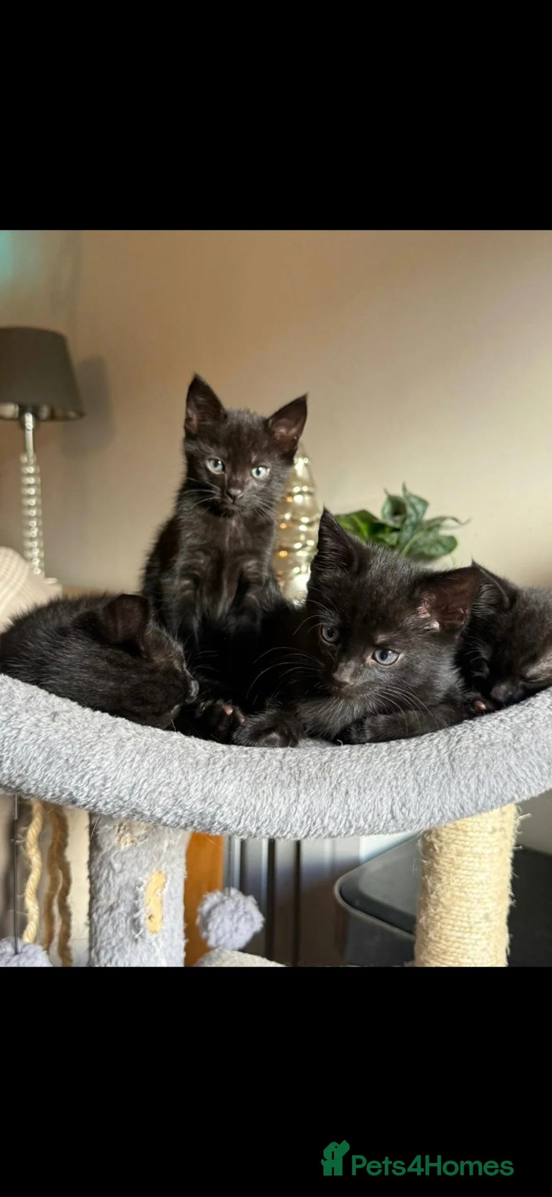 Bombay cats for sale: Kittens for sale  in Marlborough - Advert 1