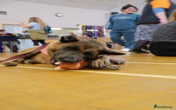 Mixed Breed dogs for adoption: Ava. Norwich Norfolk  - Image 20