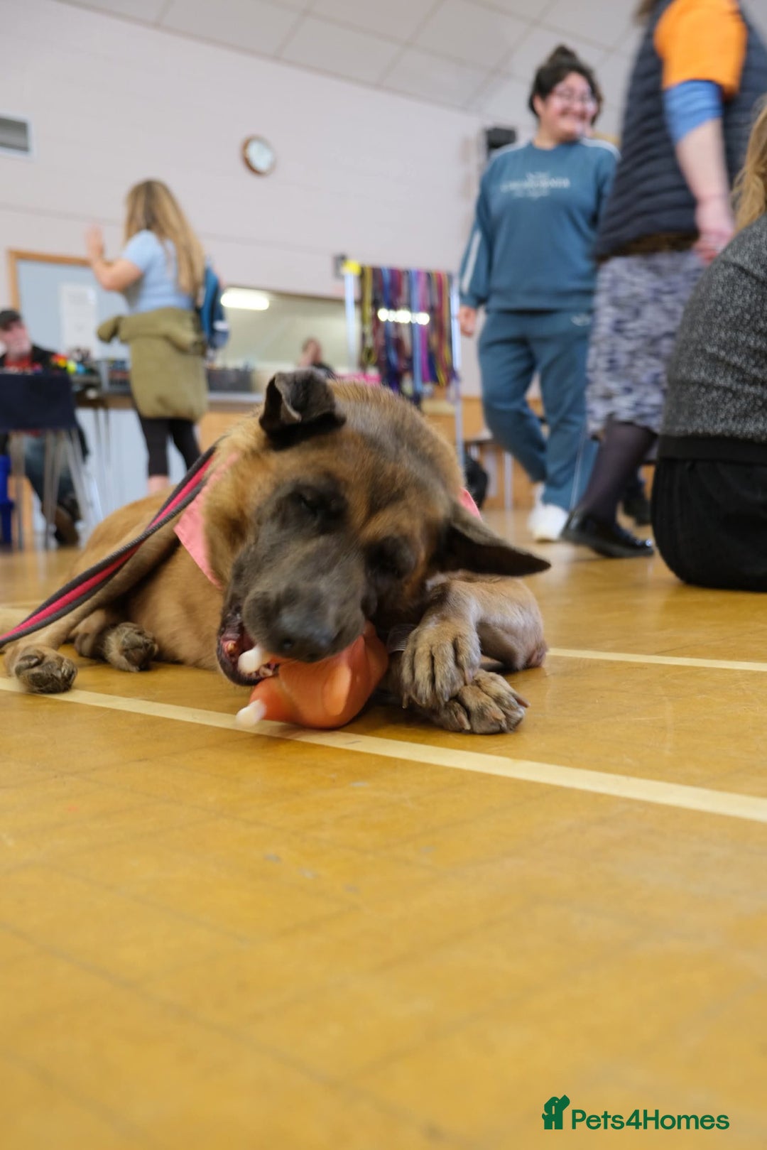 Mixed Breed dogs for adoption: Ava. Norwich Norfolk  - Image 20