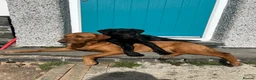 Labrador Retriever dogs for sale: Fox Red Labrador Puppies  - Advert 17