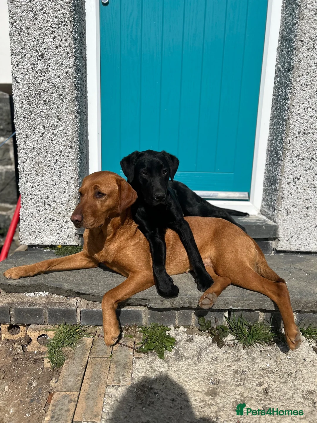 Labrador Retriever dogs for sale: Fox Red Labrador Puppies  - Advert 17