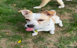 Mixed Breed dogs for adoption: Lovely Lola is Ready for Her Forever Home! 💖 - Image 9