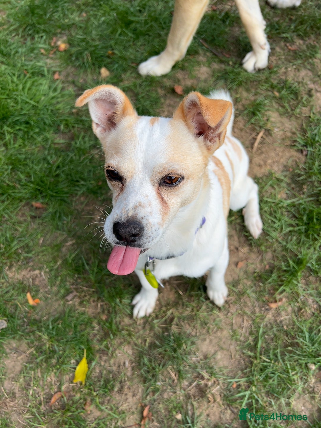Mixed Breed dogs for adoption: Lovely Lola is Ready for Her Forever Home! 💖 - Image 9