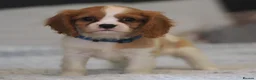 Cavalier King Charles Spaniel dogs for sale: KC Health Tested Cavalier King Charles Spaniel Pup - Advert 10