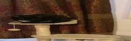 Mixed Breed cats for sale: 2 cats looking for a loving home - Advert 12