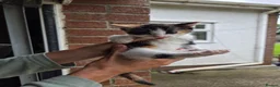 Mixed Breed cats for sale: Ginger girls and tortashell Kittens male & female  in Beaworthy - Advert 7