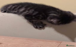 Mixed Breed cats for sale: Gorgeous kittens for sale - Advert 5