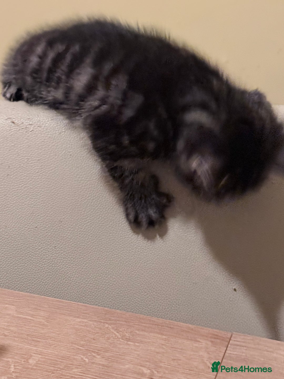 Mixed Breed cats for sale: Gorgeous kittens for sale - Advert 5