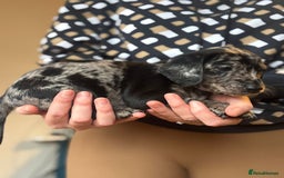 Mixed Breed dogs for sale: Doxiepoos  - Image 5