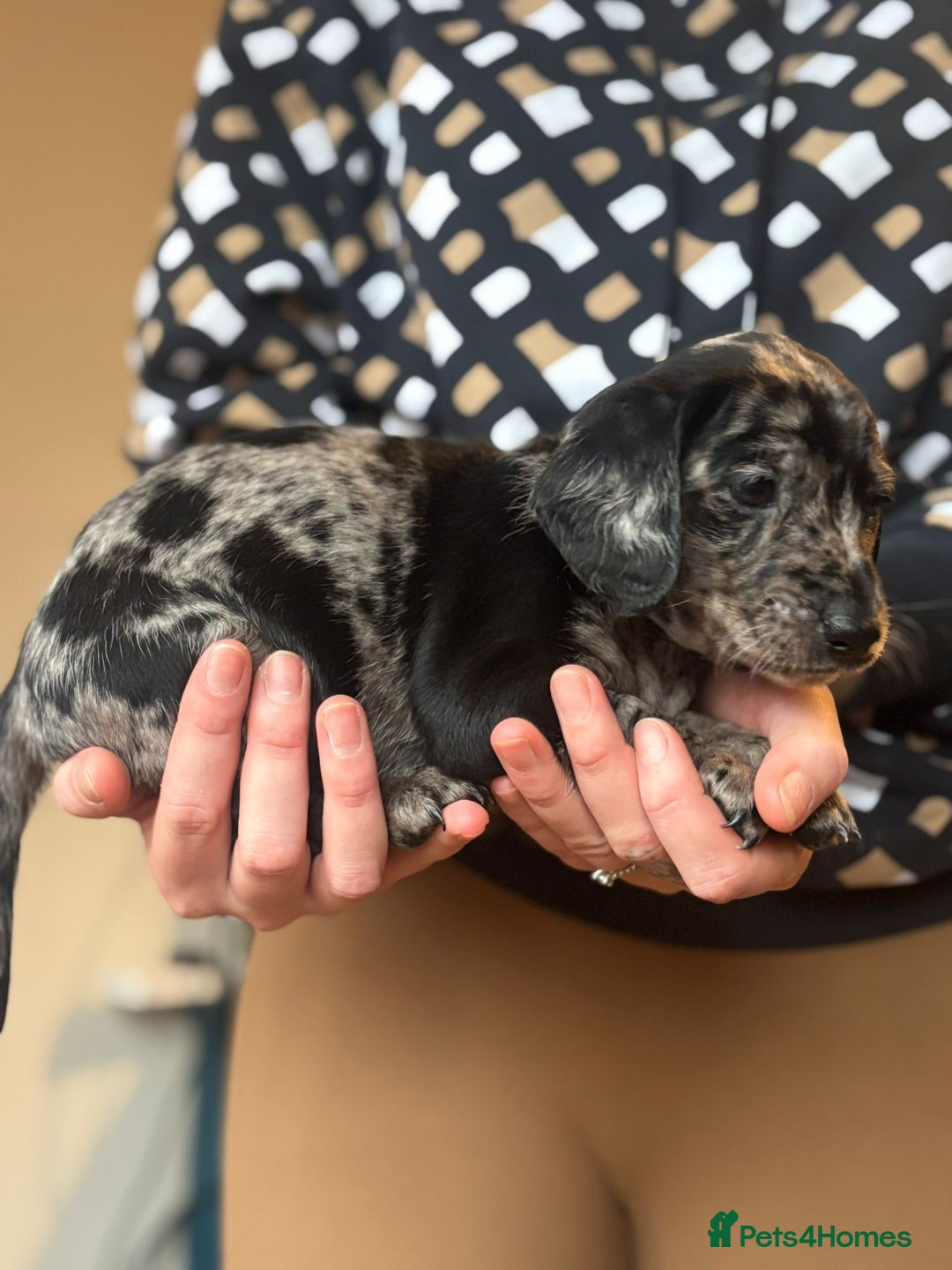 Mixed Breed dogs for sale: Doxiepoos  - Image 5