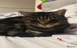 Domestic Shorthair cats for sale: Cleo needs a loving home - Image 5