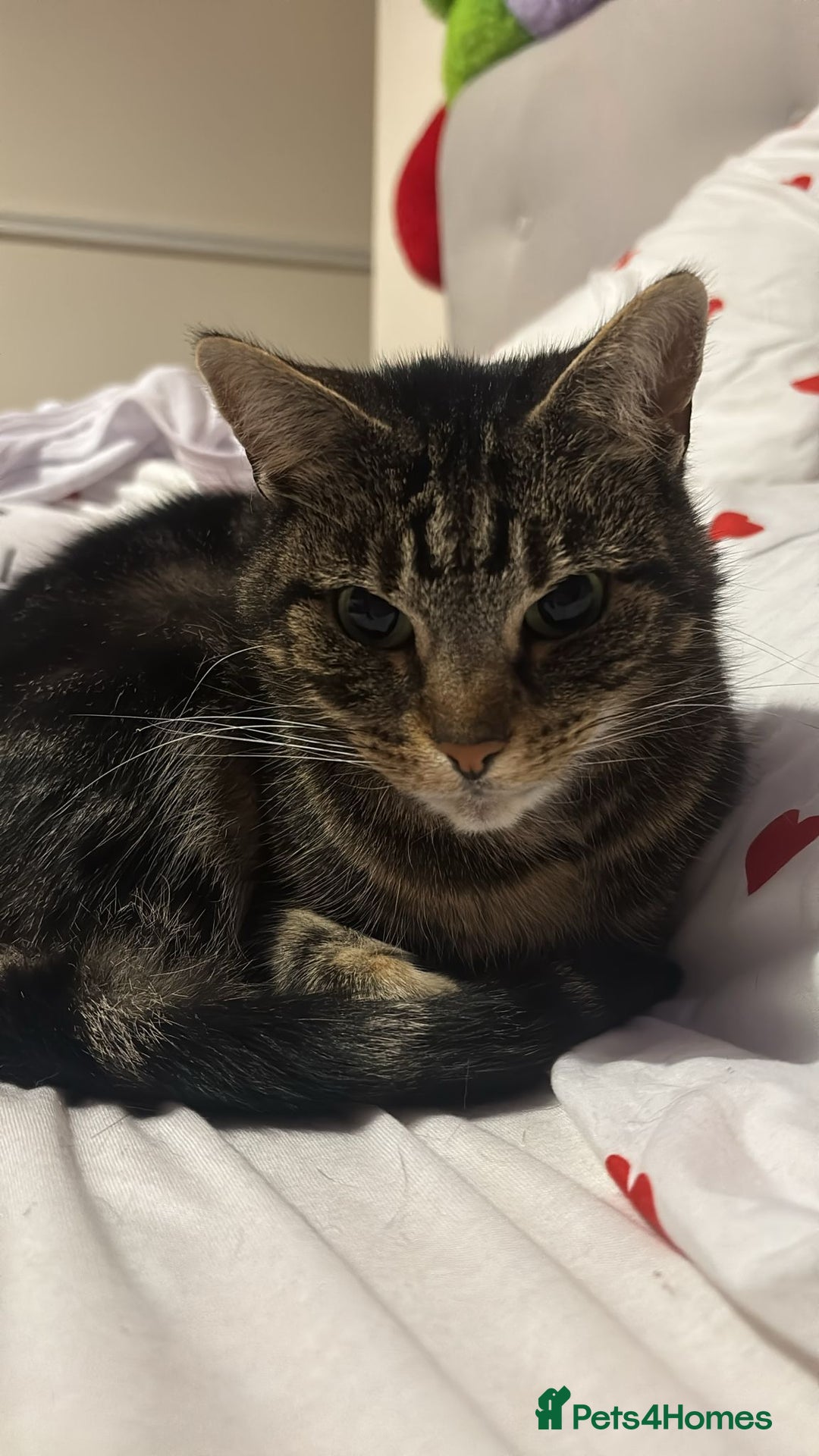 Domestic Shorthair cats for sale: Cleo needs a loving home - Image 5