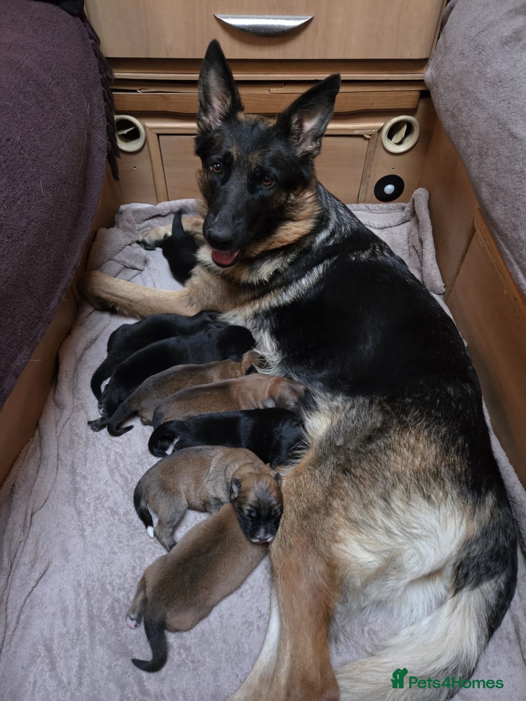 Mixed Breed dogs for sale: Female - Advert 8