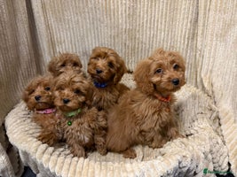 Cockapoo dogs - Advert 8