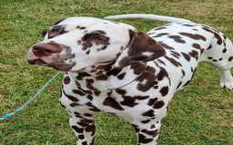 Dalmatian dogs for stud: Quality Proven KC Registered Liver Stud  in Warrington - Image 3