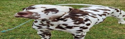 Dalmatian dogs for stud: Quality Proven KC Registered Liver Stud  in Warrington - Advert 3