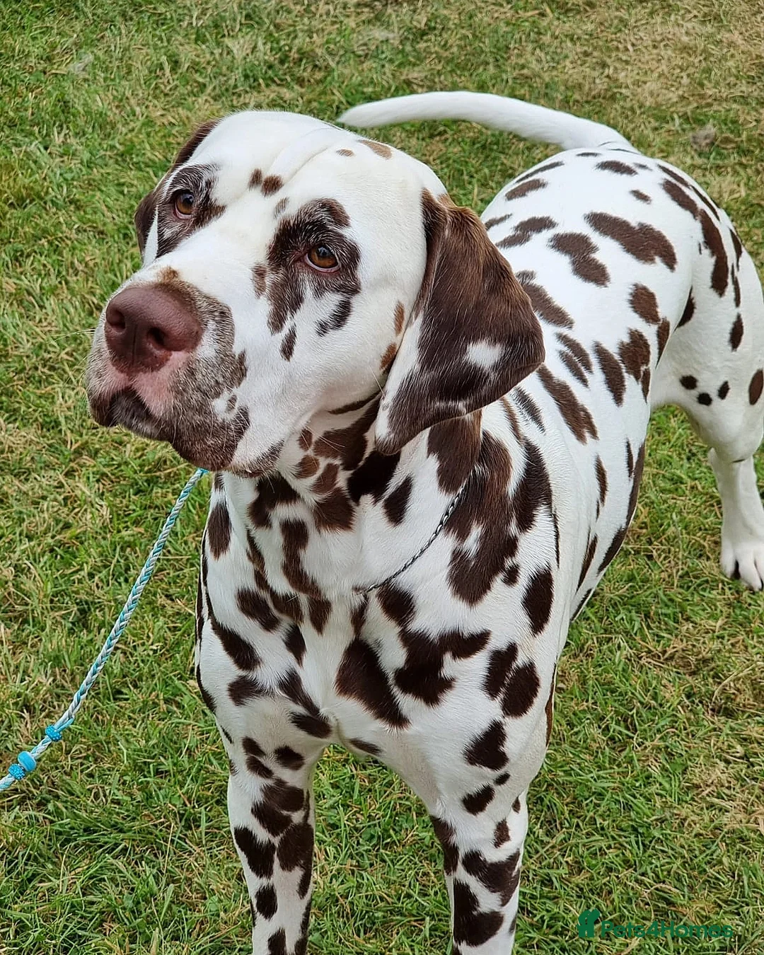 Dalmatian dogs for stud: Quality Proven KC Registered Liver Stud  in Warrington - Advert 3