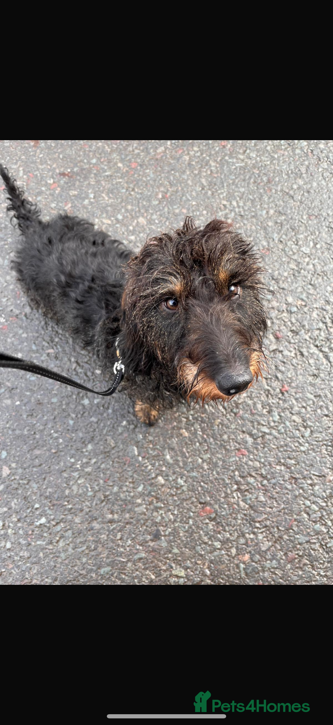 Mixed Breed dogs for sale: Mixed breed puppy for sale - Advert 3