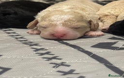 Cavapoo dogs for sale: Beautiful F1bb cavapoo pups - Image 6