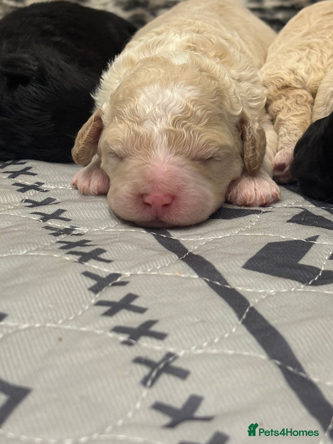 Cavapoo dogs for sale: Beautiful F1bb cavapoo pups - Image 6