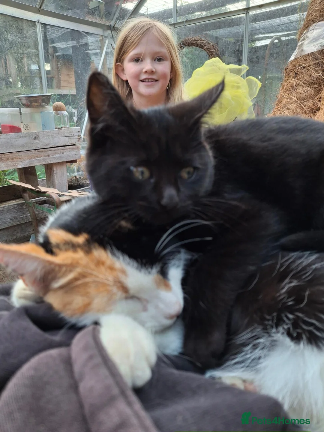 Mixed Breed cats for sale: Ginger/ cream kitten and black kitte.  - Advert 2