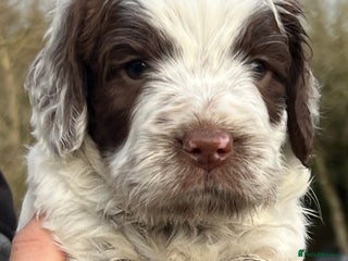 Cockapoo dogs F1 Cockapoos 5⭐️ Licensed Breeder Fully DNA Tested - Advert 3