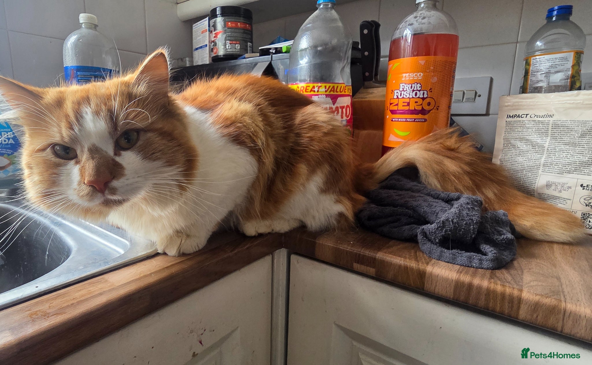 Mixed Breed cats 1 year old long haired ginger cat - Advert 7