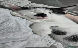 Mixed Breed cats for sale: 10 month old kittens  - Image 2