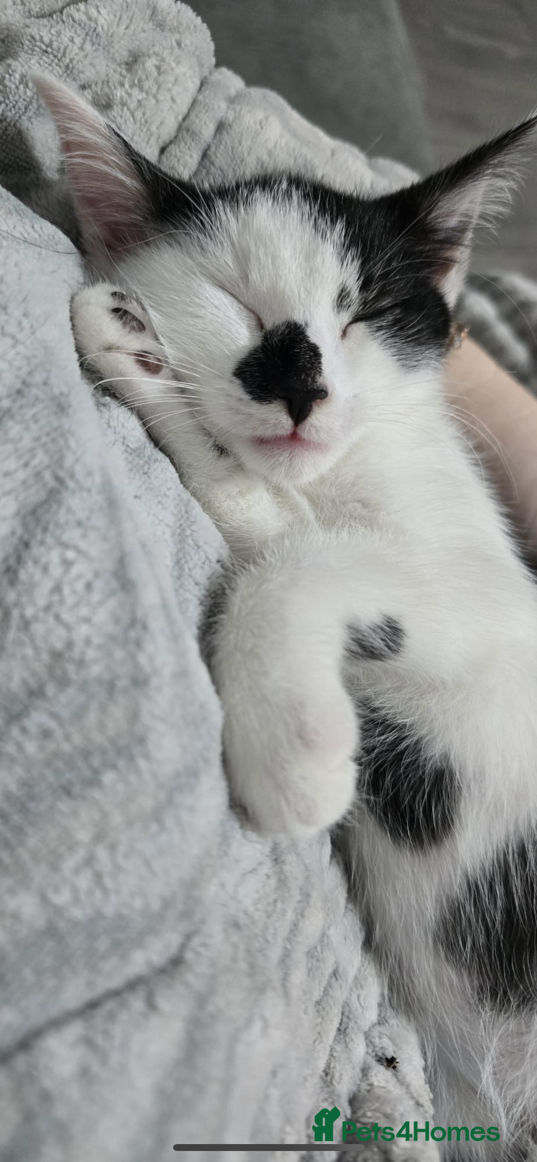 Mixed Breed cats for sale: 10 month old kittens  - Image 2