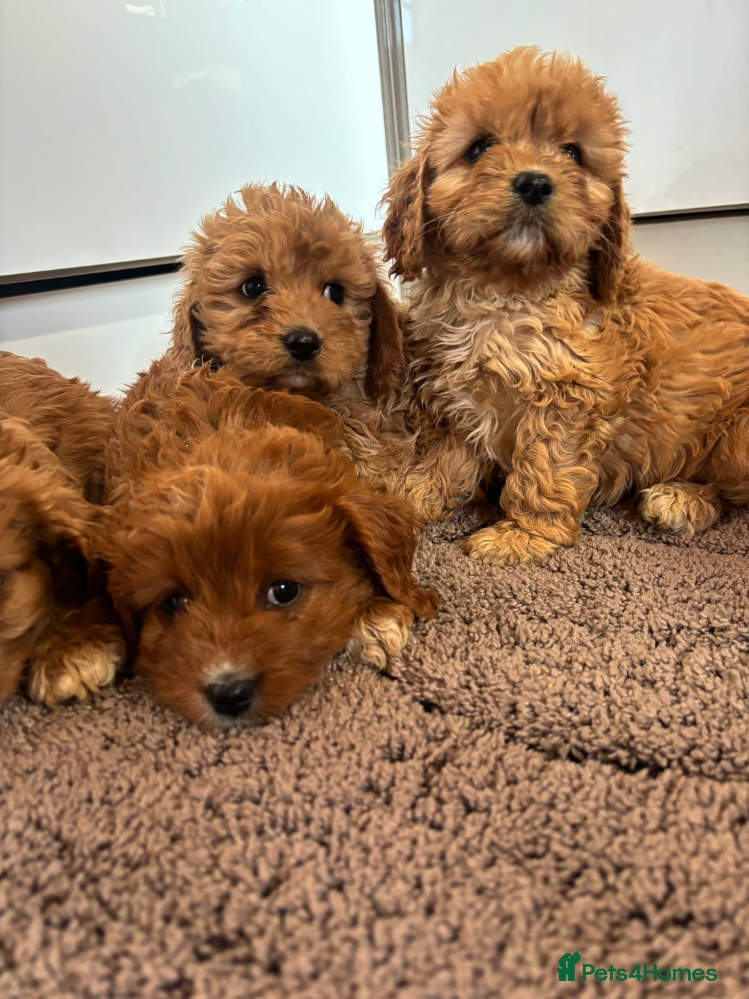 Cavapoo dogs for sale: Gorgeous cavapoos  - Image 15