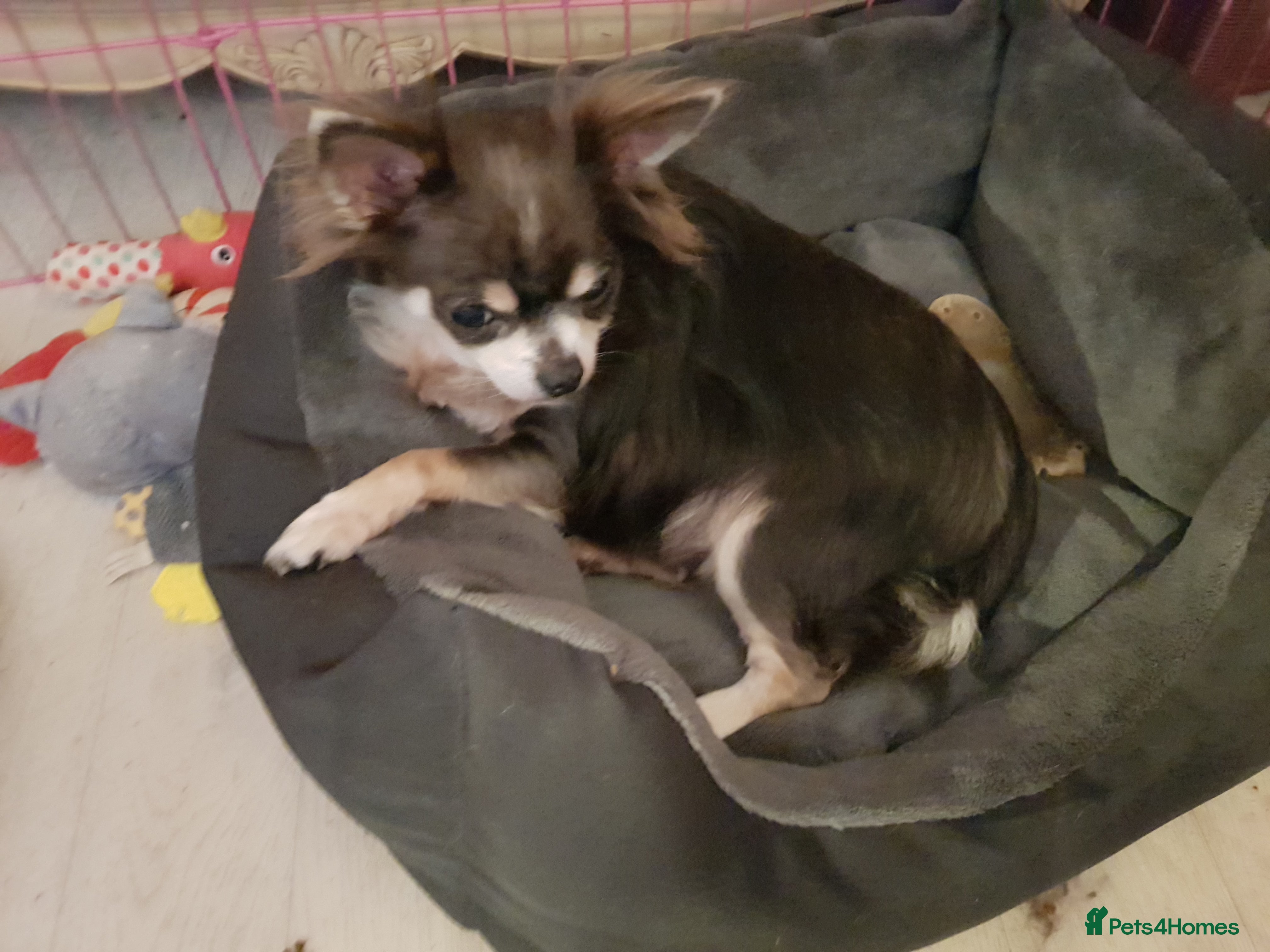 Chihuahua dogs Wanted Long Haired Chihuahua Female 4companion/Chi - Advert 1