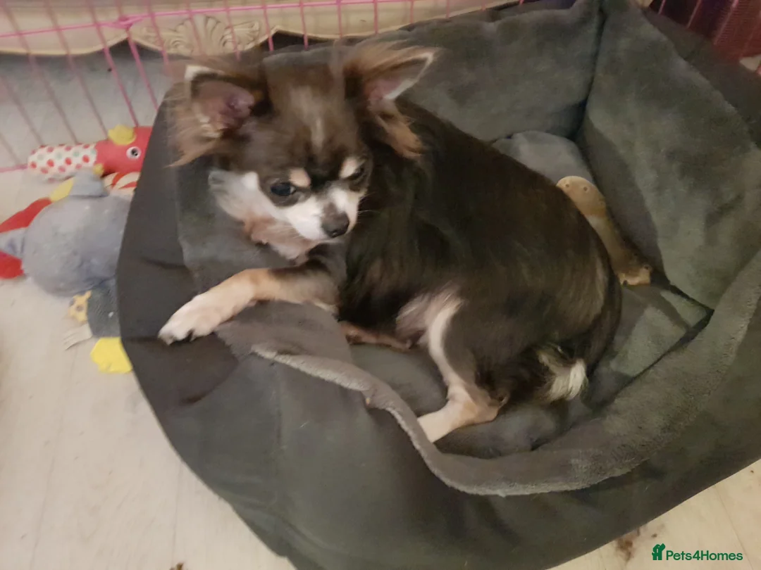 Chihuahua dogs for sale: Wanted Long Haired Chihuahua Female 4companion/Chi in Leicester - Advert 1