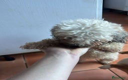 Shihpoo dogs for sale: Loving Shihpoo pup called muffin - Image 8