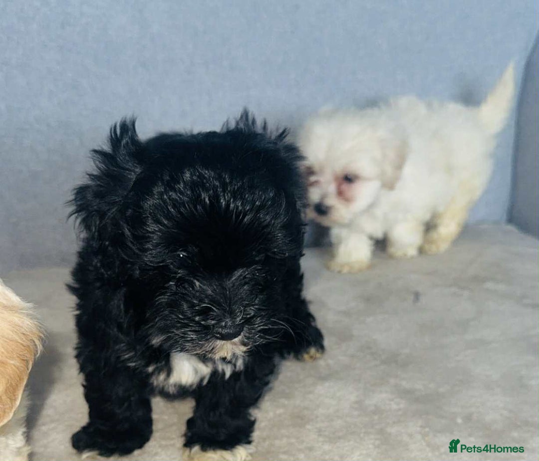 Maltipoo dogs for sale: Maltipoo puppies  - Image 8